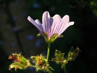 Geranium-Stephanie-0506-k.jpg