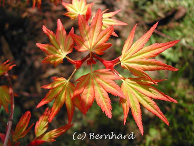 acer_palmatum_orangedream.jpg