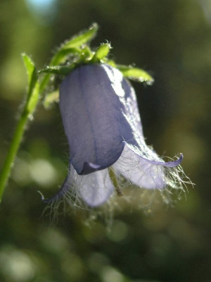 Campanula_barbata_0905-k.jpg