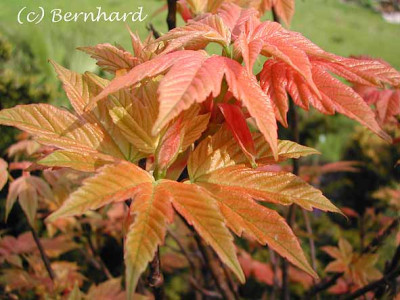 acer_pseudoplatanus_brilli.jpg