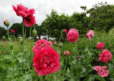 Papaver somniferum 2015.jpg