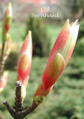 acer_pseudoplatanus_brilli1.jpg