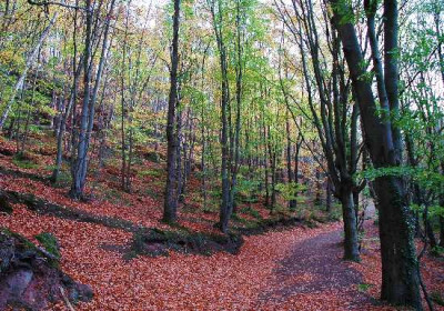 Herbst_Wald_1_01-11-05.jpg