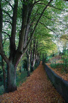 Herbst_in_der_Lindenallee_1_01-11-05.jpg