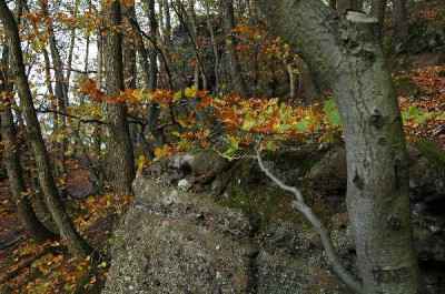 Herbst_Wald_2_01-11-05.jpg