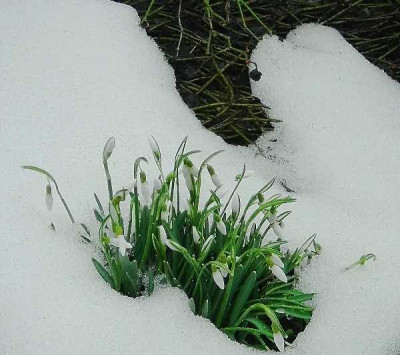 Februar_2006_Schneeglockchen_gross_600x533.jpg
