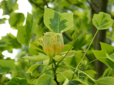 2015-06-22 Liriodendron tulipifera 'Aureomarginatum'.jpg