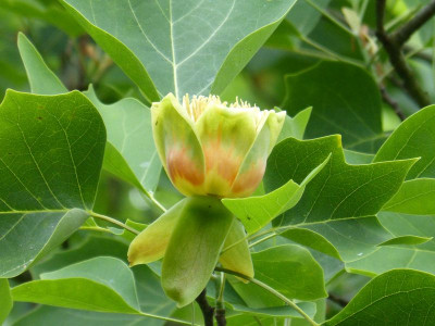 2015-06-22 Liriodendron tulipifera.jpg