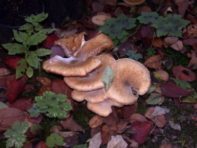 Pilz__welcher0011.jpg