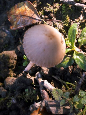 Minipilz_Helmling_fragl0011.jpg