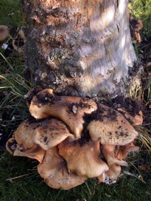 Maxipilze_an_totem_Baumstumpf0011.jpg