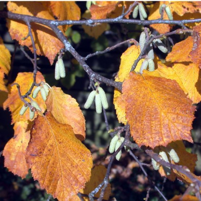 Hasel_Herbstlaub_mit_Fruhlingsversprechen0011.jpg