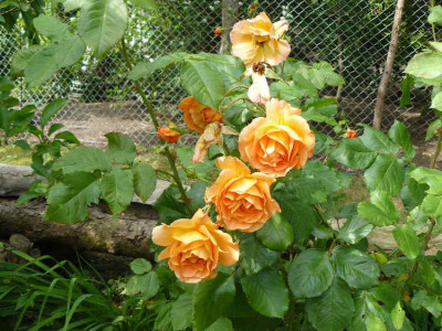 Rosen im Garten  vom Hausgeist.JPG