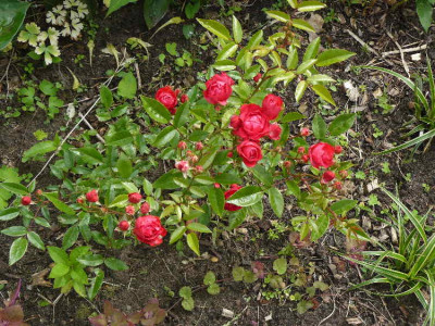Rosen im Garten vom Hausgeist 1.JPG
