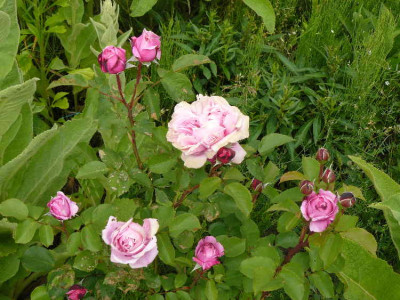 Rosen im Garten vom Hausheist 2.JPG