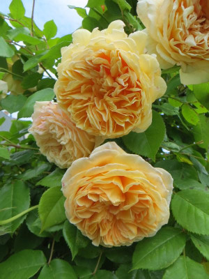 Crown Princess Margareta 1.JPG