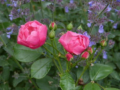 2015-06-22 Rosen 'Angela'.jpg