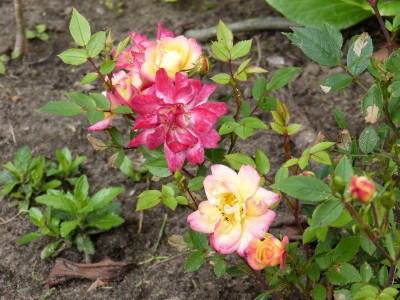 2015-06-22 Rosen 'Baby Masquerade'.jpg