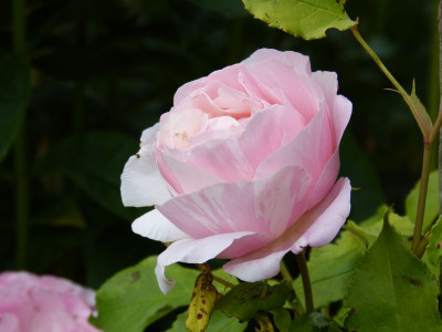 2015-06-22 Rosen 'Billet Doux'.jpg