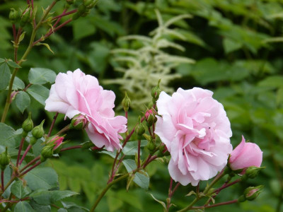 2015-06-22 Rosen 'Bonica'.jpg