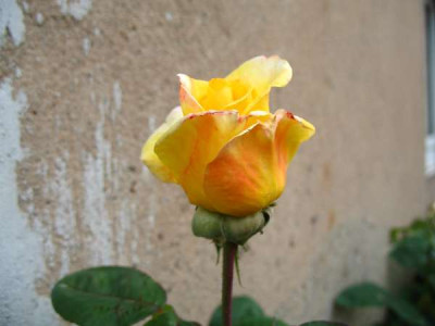Omamas_rose.jpg