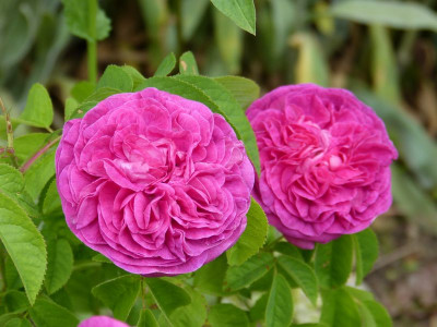 2015-06-22 Rosen 'Charles de Mills'.jpg