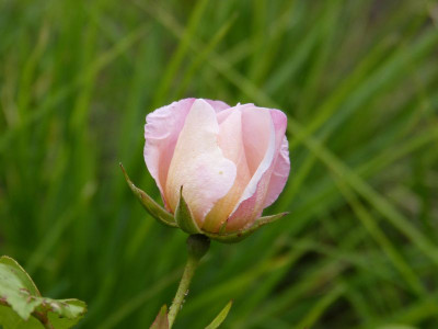 2015-06-22 Rosen 'Elfe' 1.jpg