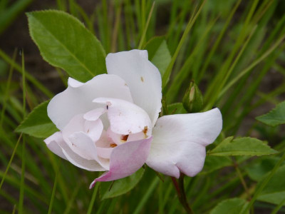 2015-06-22 Rosen 'Elfe' 2.jpg