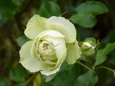 2015-06-22 Rosen 'Lovely Green'.jpg