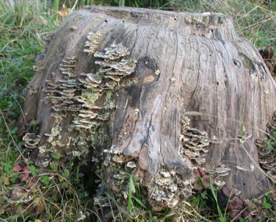 Hugel_21226_78.jpg