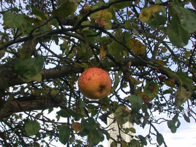 Apfel_der_Letzte_21373_79.jpg