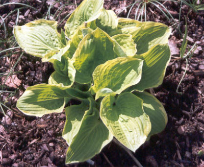 Unbekannte_Hosta.jpg