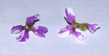 Blaues.Unkraut.Photo.jpg