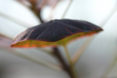 Cotinus-Nov-1.jpg