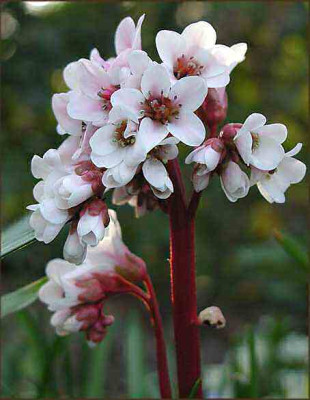 Bergenia_Beethoven.JPG