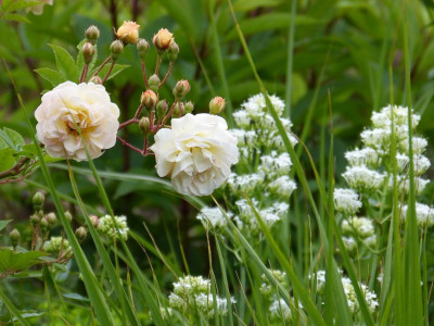 2015-06-22 Gartenimpressionen 1.jpg
