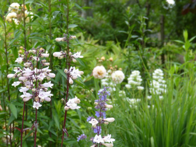 2015-06-22 Gartenimpressionen 2.jpg