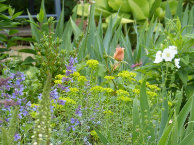 2015-06-22 Gartenimpressionen 3.jpg