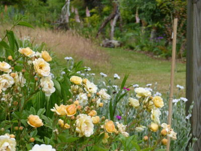 2015-06-22 Gartenimpressionen 4.jpg