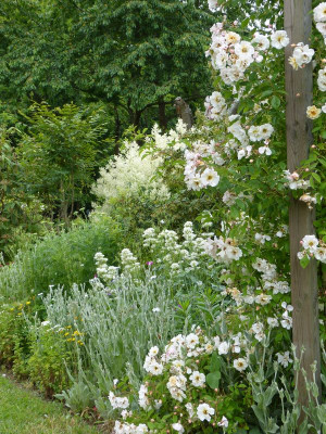 2015-06-22 Gartenimpressionen 5.jpg