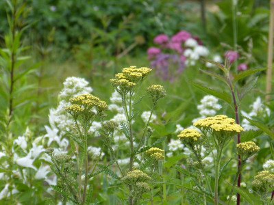 2015-06-22 Gartenimpressionen 6.jpg