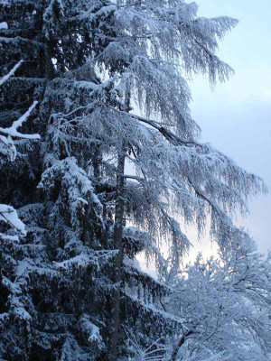 januar.jpg