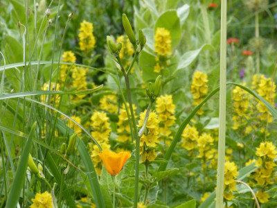 2015-06-22 Gartenimpressionen 8.jpg