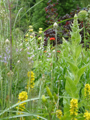 2015-06-22 Gartenimpressionen 9.jpg