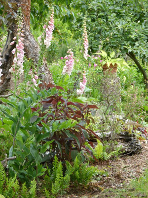 2015-06-22 Gartenimpressionen 11.jpg