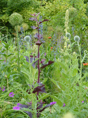 2015-06-22 Gartenimpressionen 12.jpg