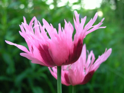 Schlafmohn_Juni_2005-k.jpg