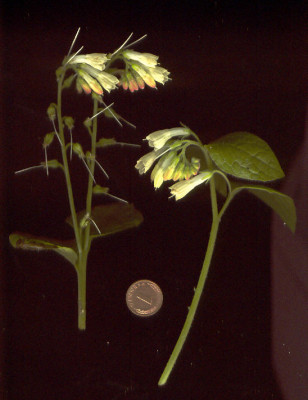 Symphytum_gelbweissrot.jpg