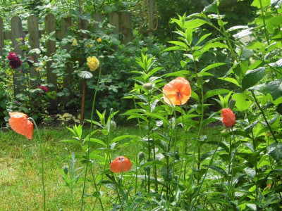 Mohn und Rosen.jpg
