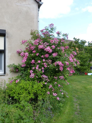 2014-06-15 Rose 'Mozart'.jpg